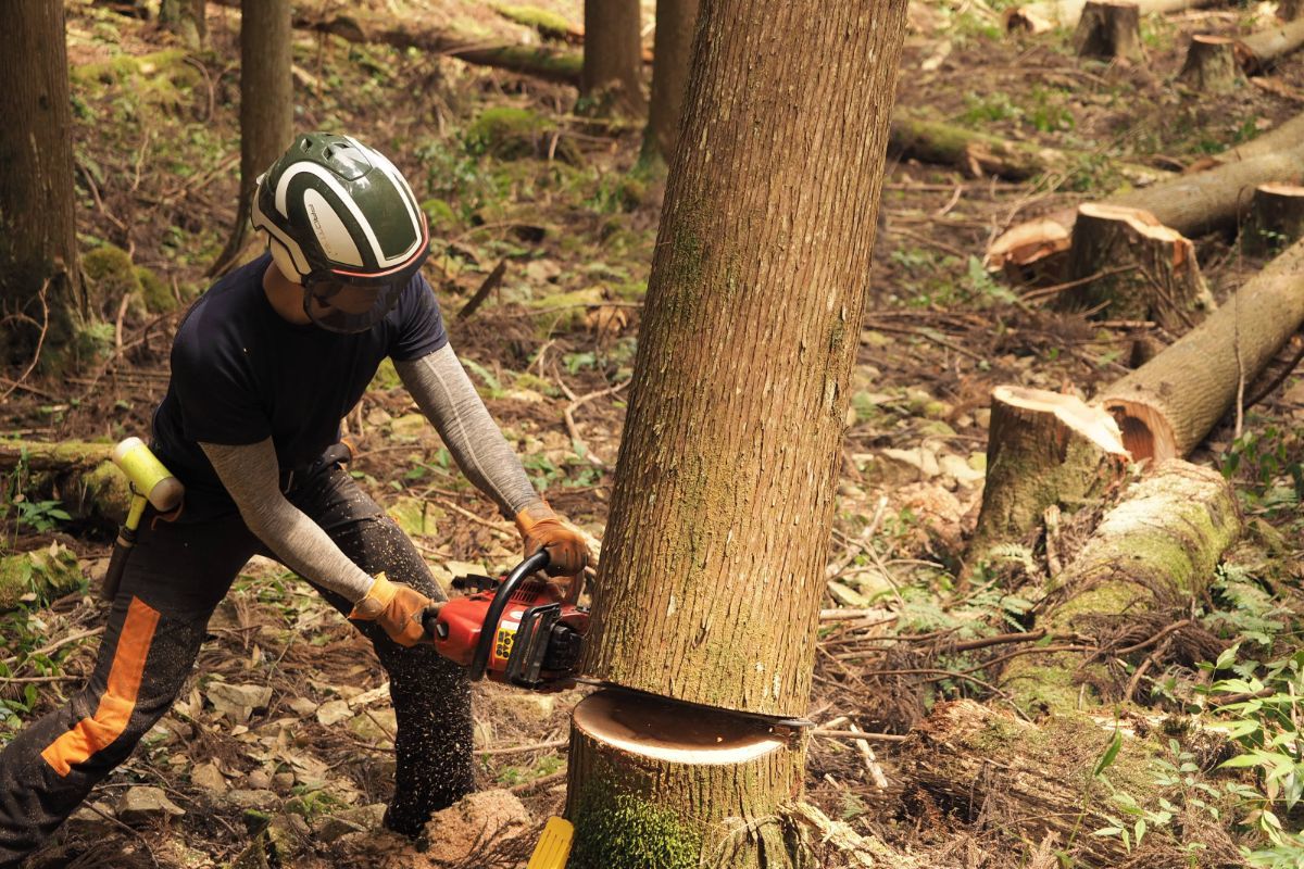 スギの伐採