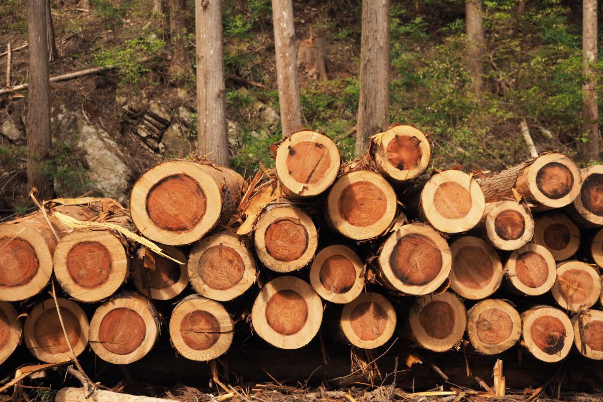 伐採されたスギの丸太