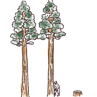 イラスト 大径木の活用