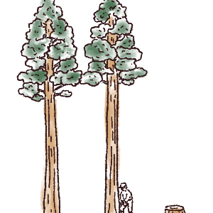 イラスト 大径木
