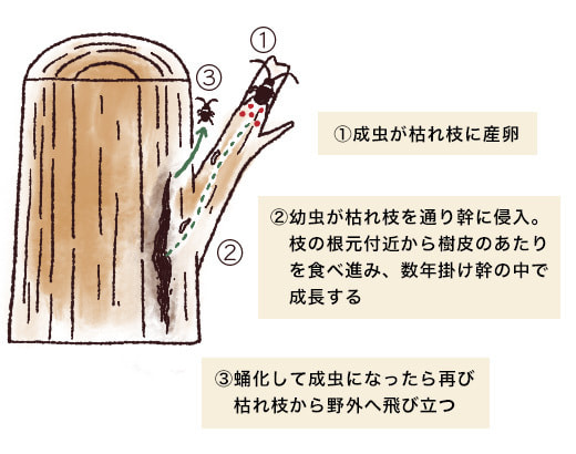 枝虫材どうやってできる？